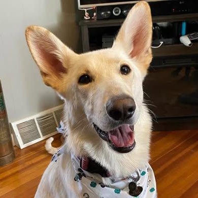 Kali, an adoptable mixed breed in Marseilles, IL image 1/2
