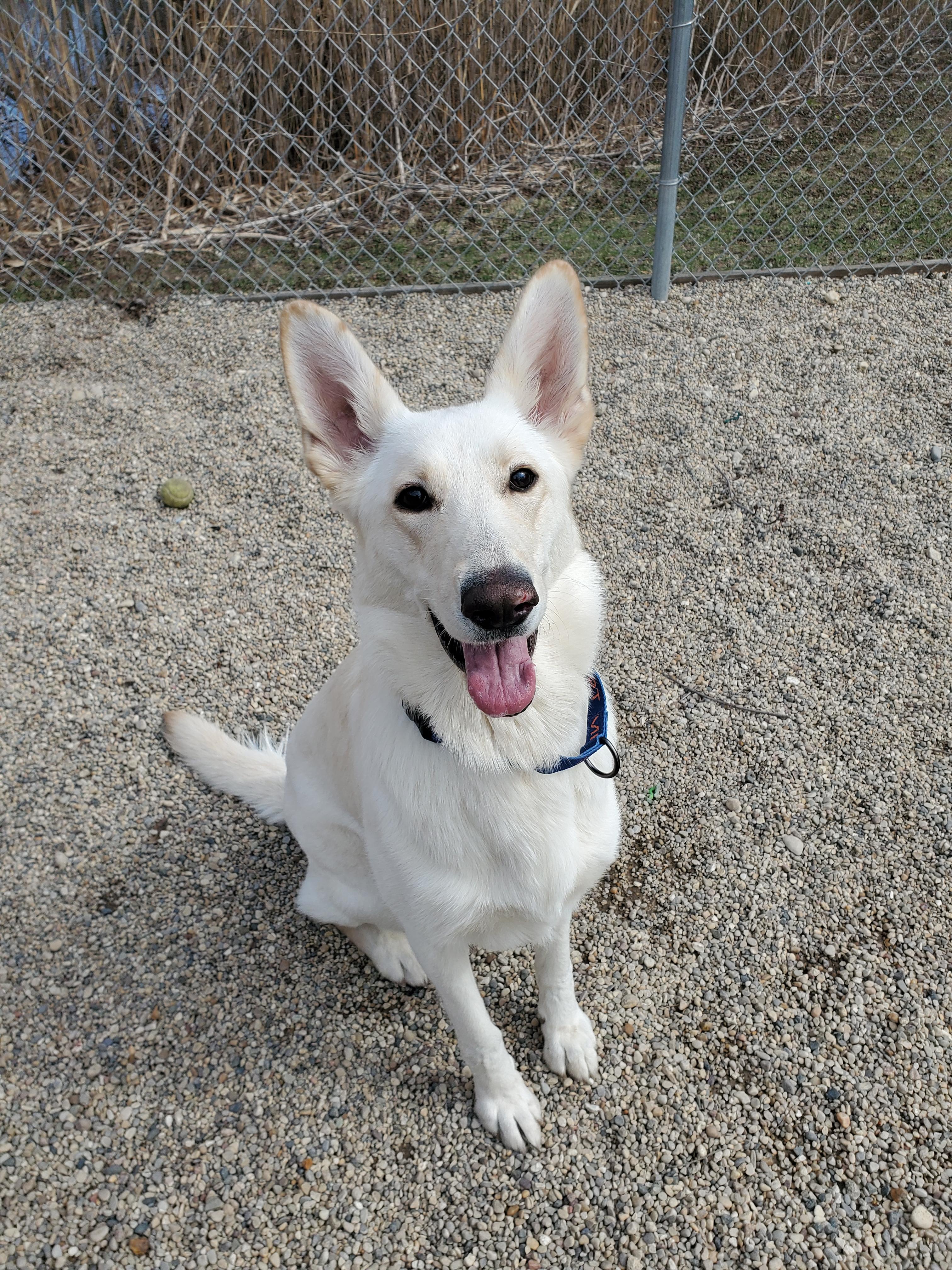 Kali, an adoptable mixed breed in Marseilles, IL image 2/2