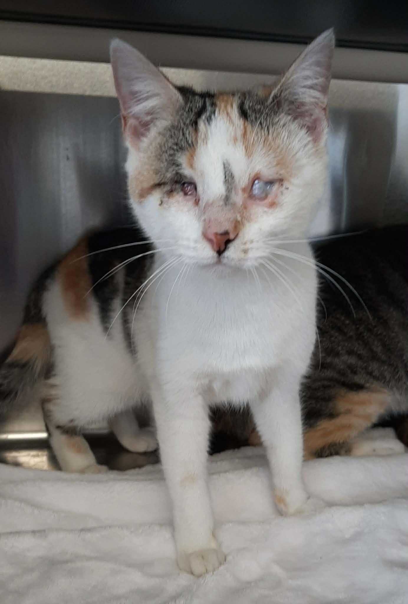 Enlarge Bubbles, a Adoptable Tortoiseshell in Georgetown, OH image 1/1