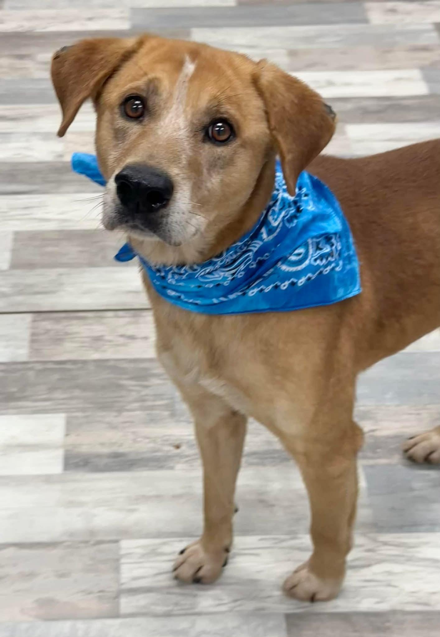 Rylo The Carolina Dog thumbnail 2