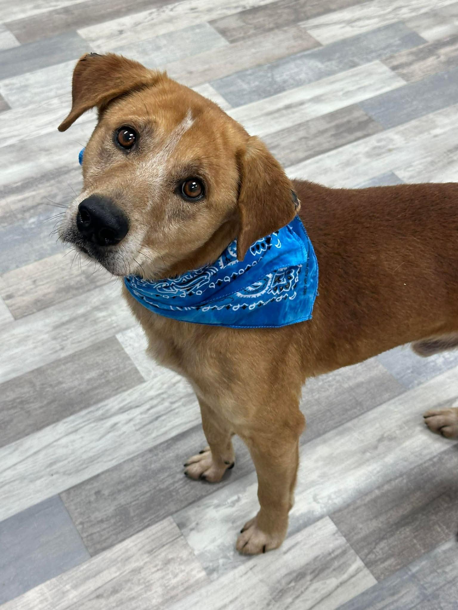 Rylo The Carolina Dog thumbnail 3