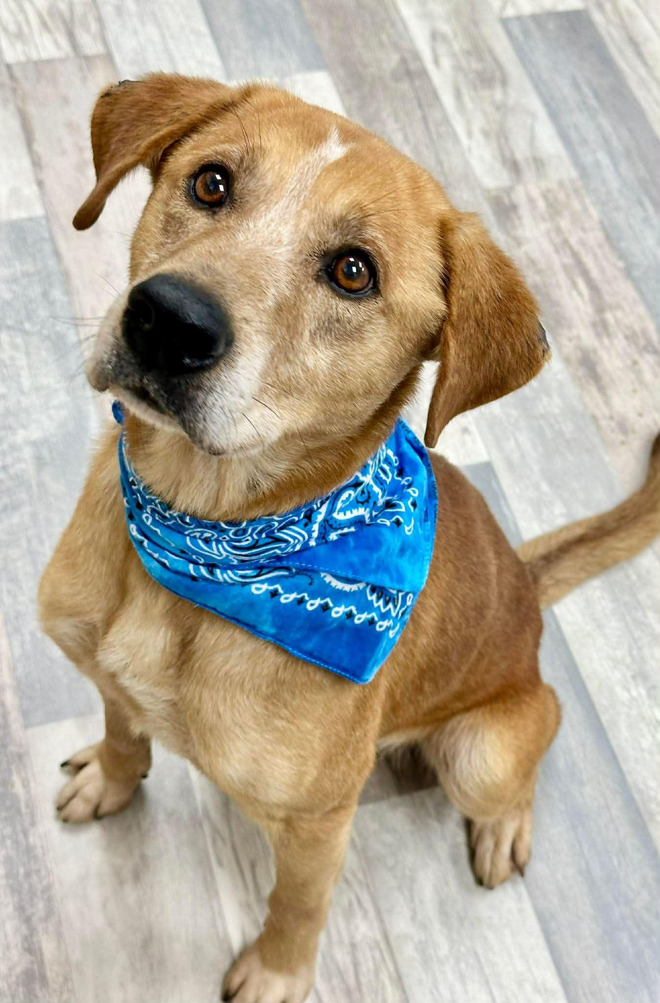 Rylo The Carolina Dog