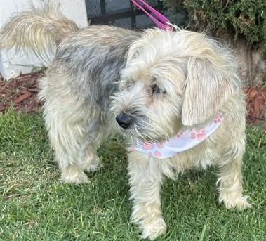 CINDY, an adopted mixed breed in Bell Gardens, CA image 4/4