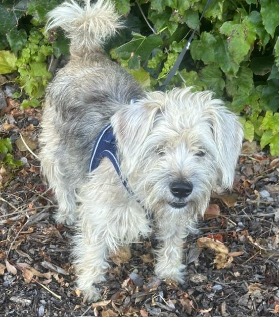 CINDY, adopted, Young Female Schnoodle.