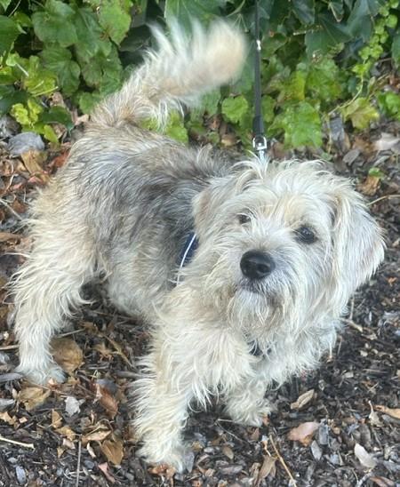 CINDY, an adopted mixed breed in Bell Gardens, CA image 2/4