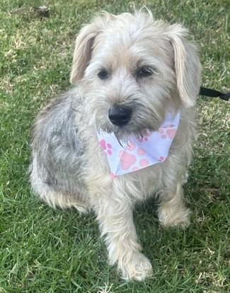 CINDY, an adopted mixed breed in Bell Gardens, CA image 3/4