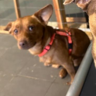 Bo, Adoptable, Adult Male Dachshund & Chihuahua.