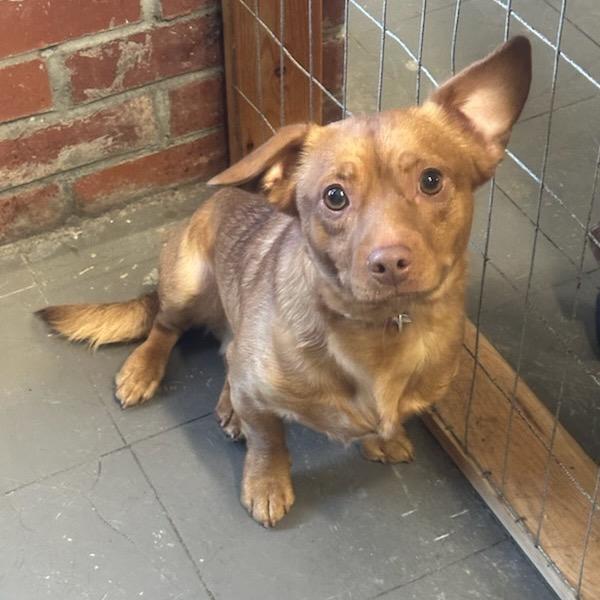 Enlarge Bo, a Adoptable mixed breed in Marion, IL image 2/3