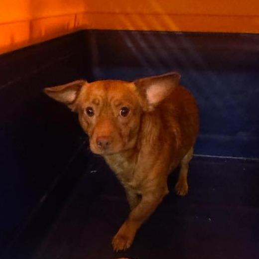 Enlarge Bo, a Adoptable mixed breed in Marion, IL image 3/3