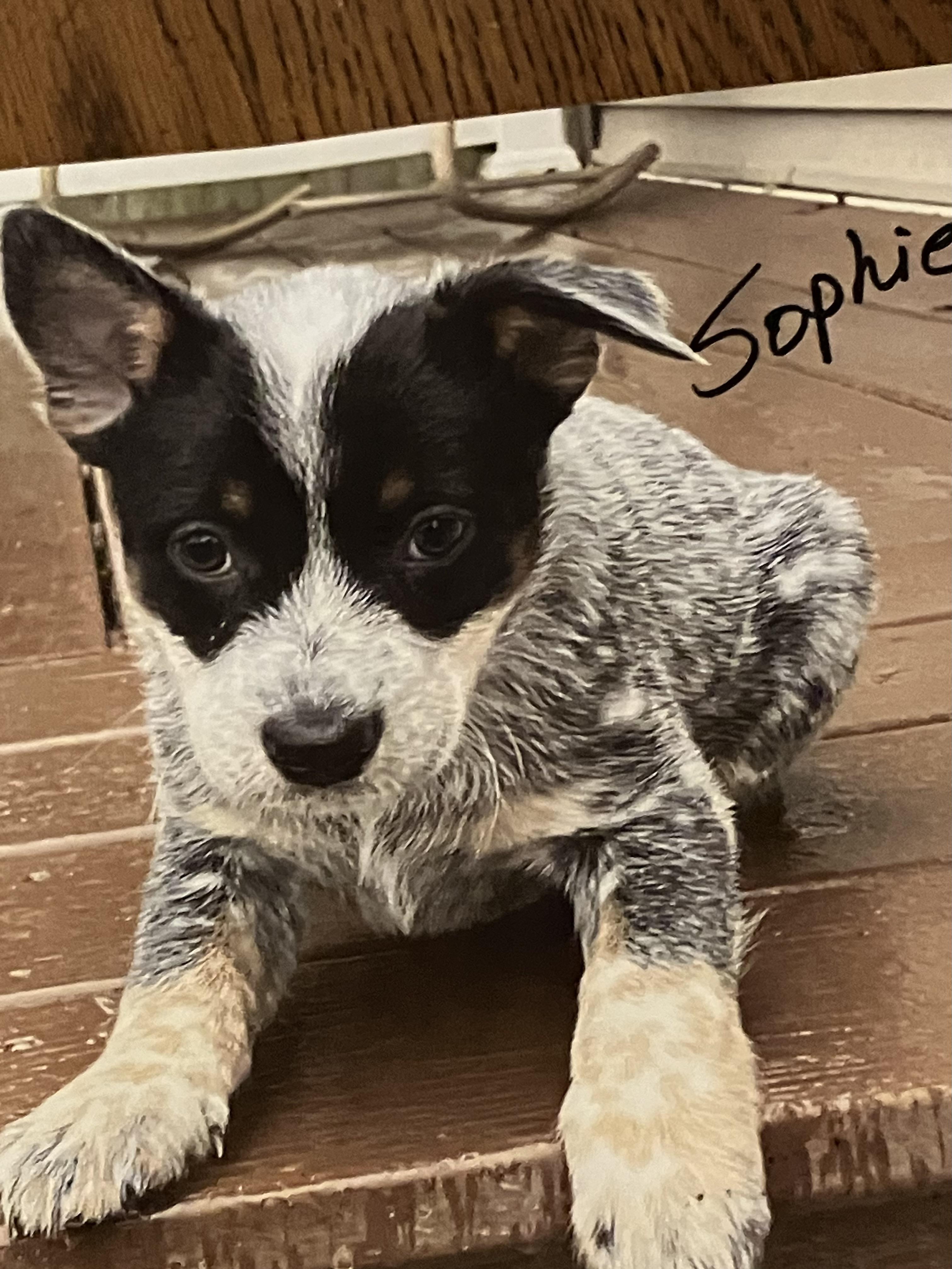 Enlarge Sophie, an adopted Australian Cattle Dog / Blue Heeler in Wilmington, DE image 1/1