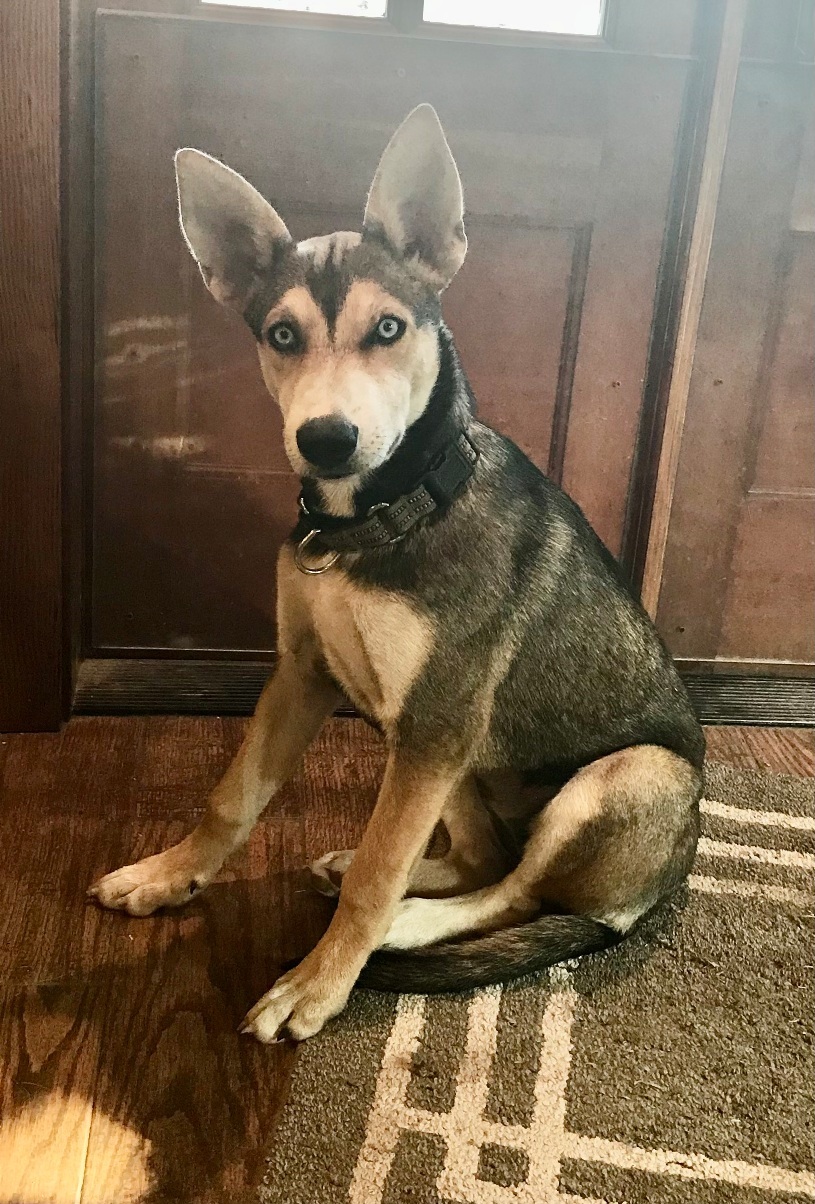 Enlarge Sky, a Adoptable mixed breed in MODESTO, CA image 1/2