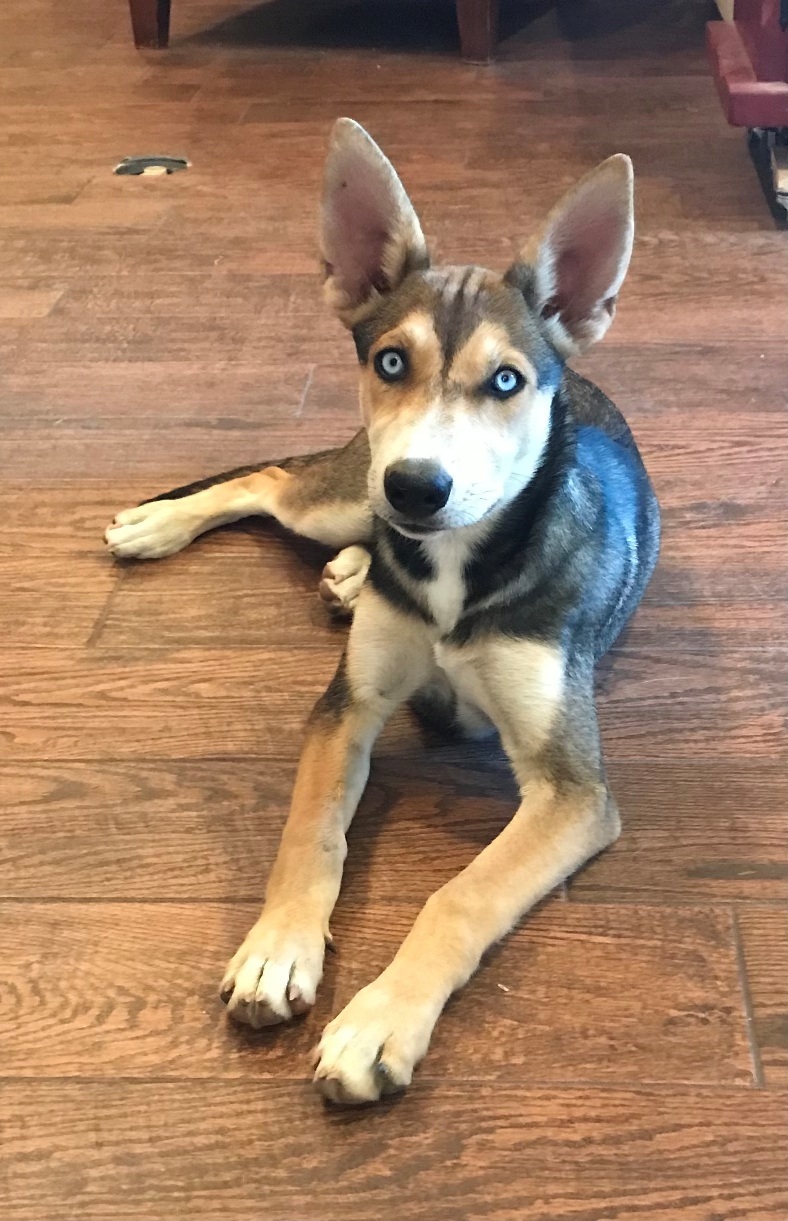 Enlarge Sky, a Adoptable mixed breed in MODESTO, CA image 2/2