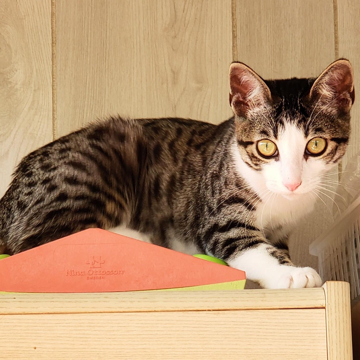 Enlarge Ade, an adopted Domestic Short Hair in Orange, CA image 1/5