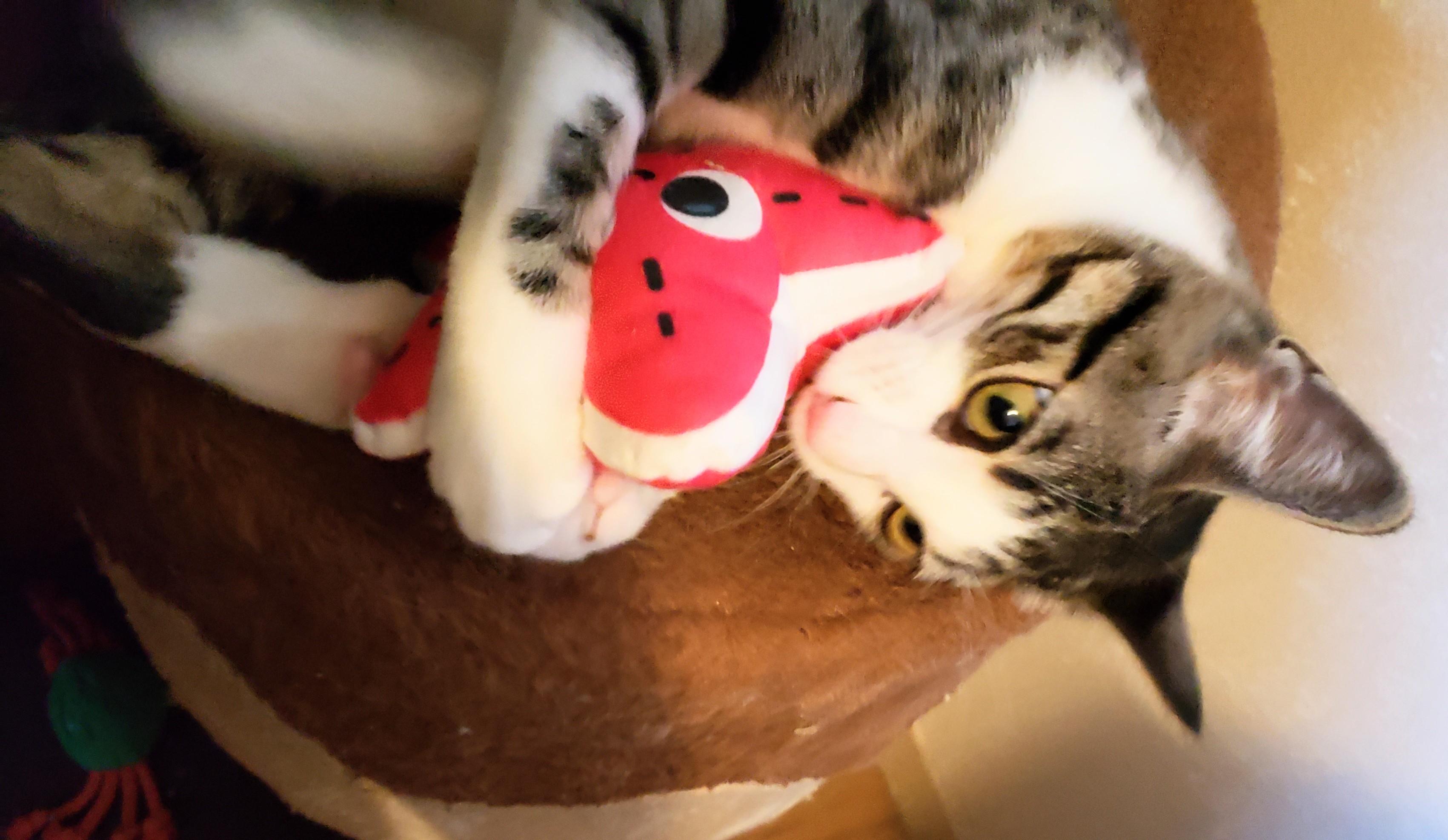 Enlarge Ade, an adopted Domestic Short Hair in Orange, CA image 4/5