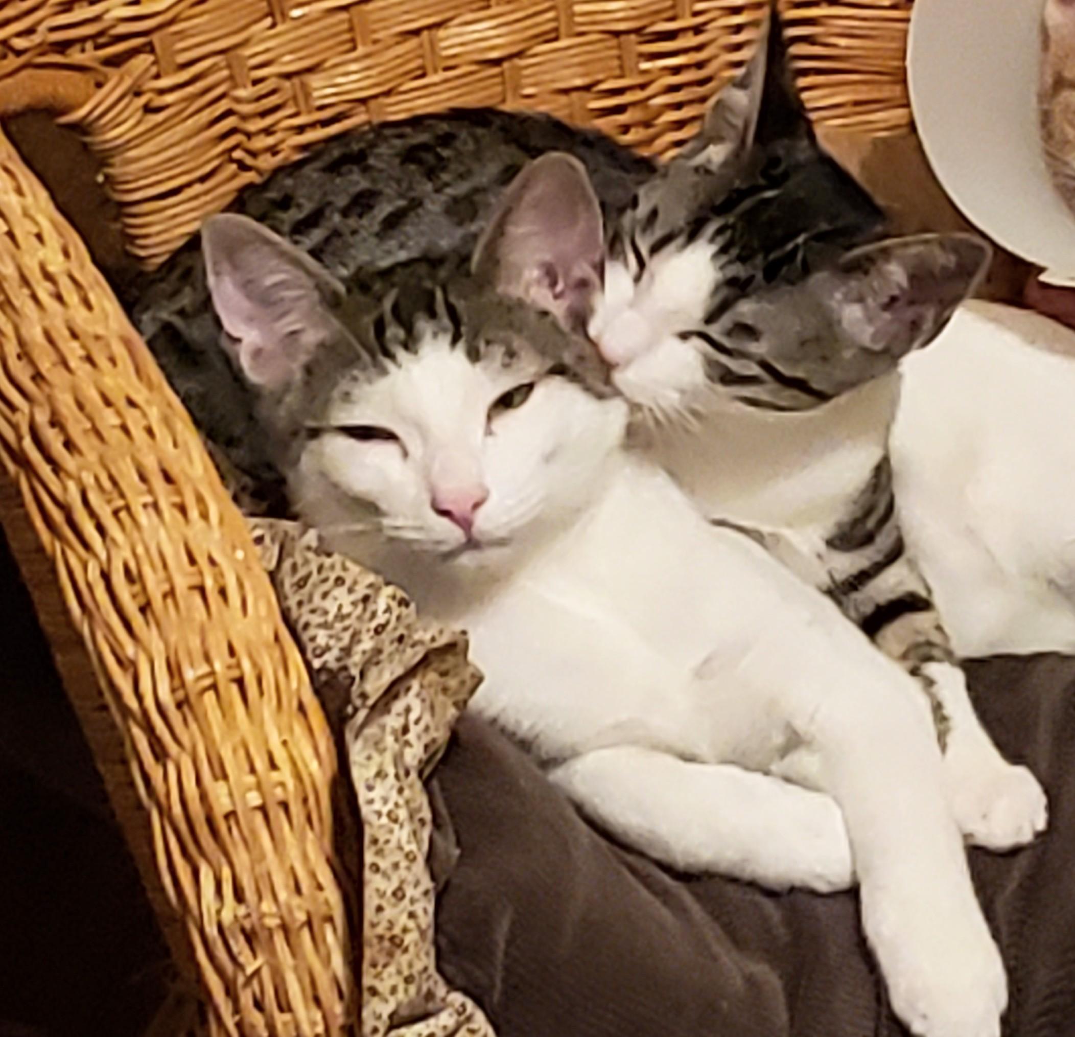 Enlarge Ade, an adopted Domestic Short Hair in Orange, CA image 5/5