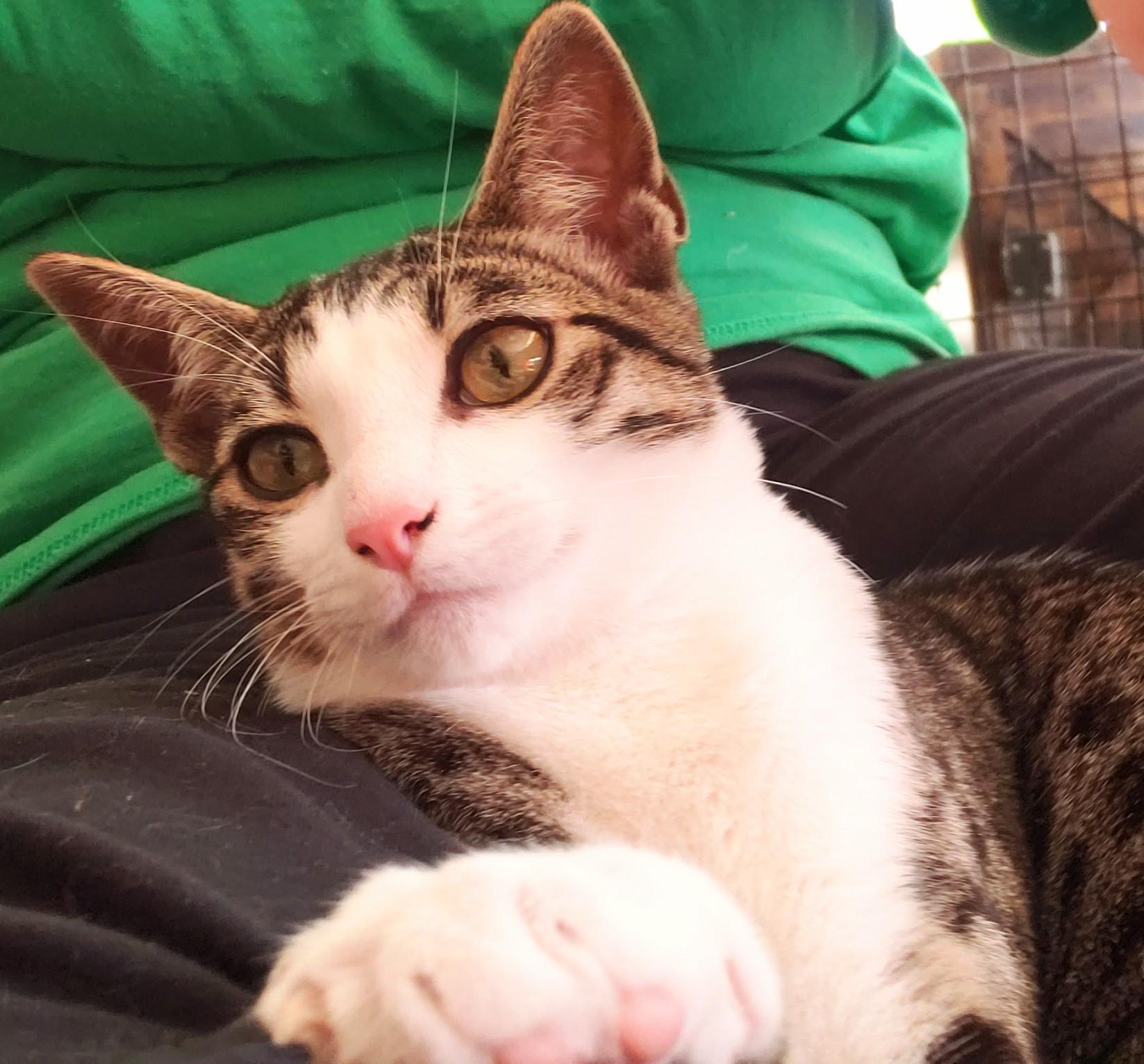 Enlarge Ade, an adopted Domestic Short Hair in Orange, CA image 2/5