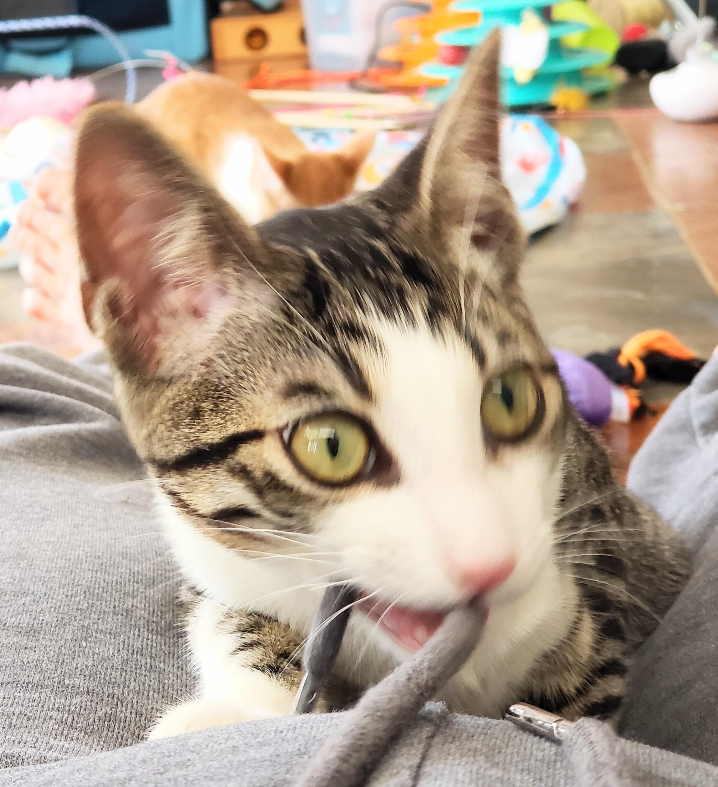 Enlarge Ade, an adopted Domestic Short Hair in Orange, CA image 3/5