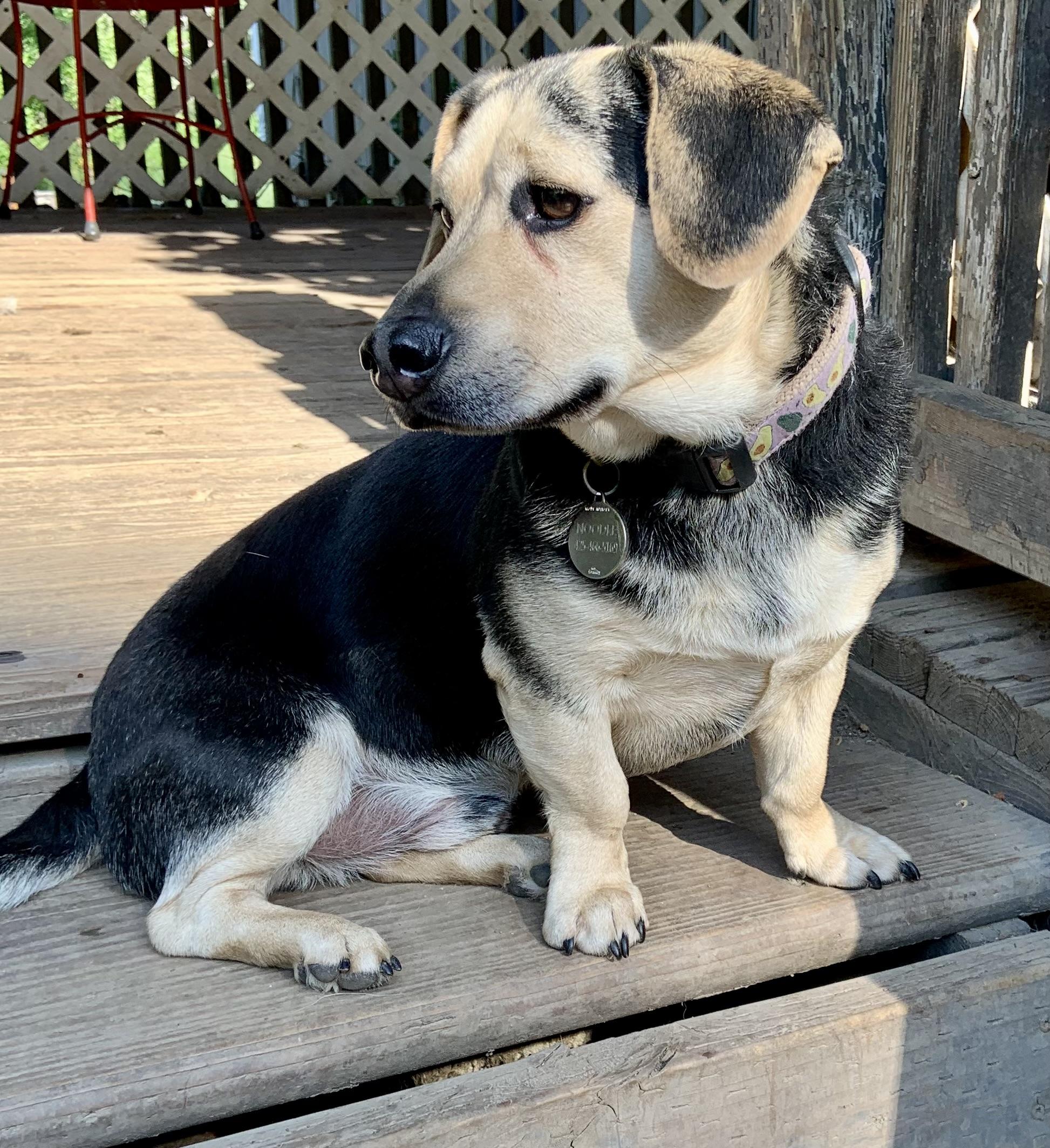 Noodle, mix, 5 yrs, $350 fee, a Adopted mixed breed in Spokane, WA image 1/3