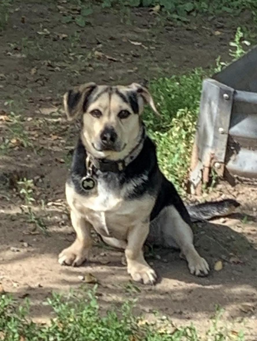 Noodle, mix, 5 yrs, $350 fee, a Adopted mixed breed in Spokane, WA image 3/3