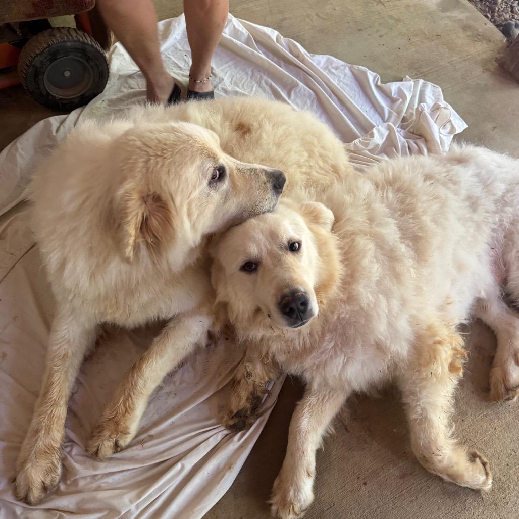 Cooper, Adoptable, Adult Male Great Pyrenees.