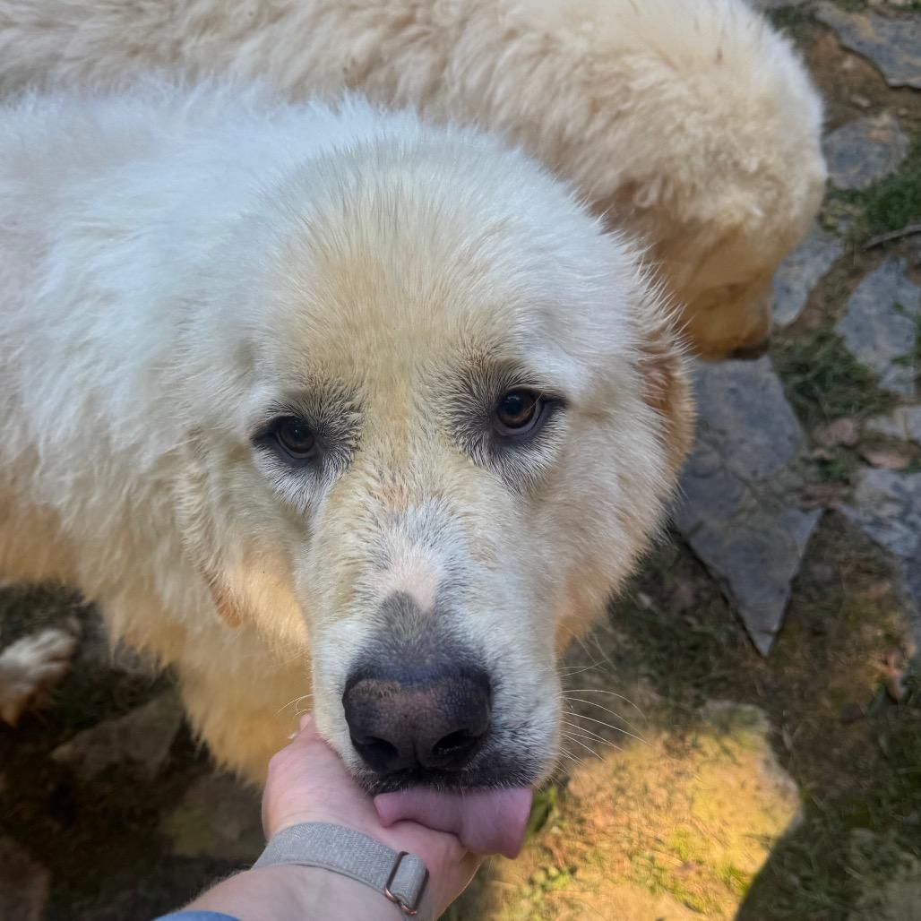 Enlarge Cooper, a Adoptable Great Pyrenees in Blairsville, GA image 2/6