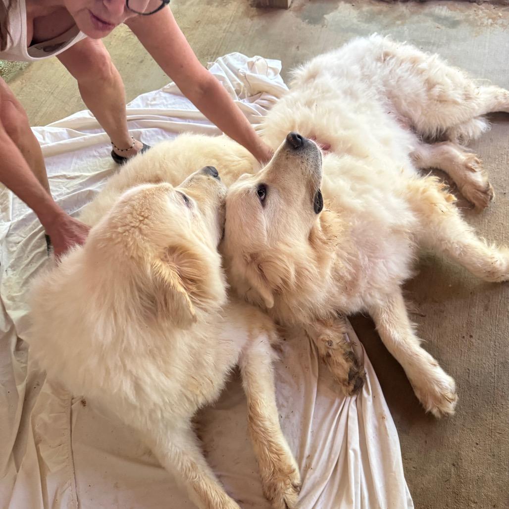 Enlarge Cooper, a Adoptable Great Pyrenees in Blairsville, GA image 3/6