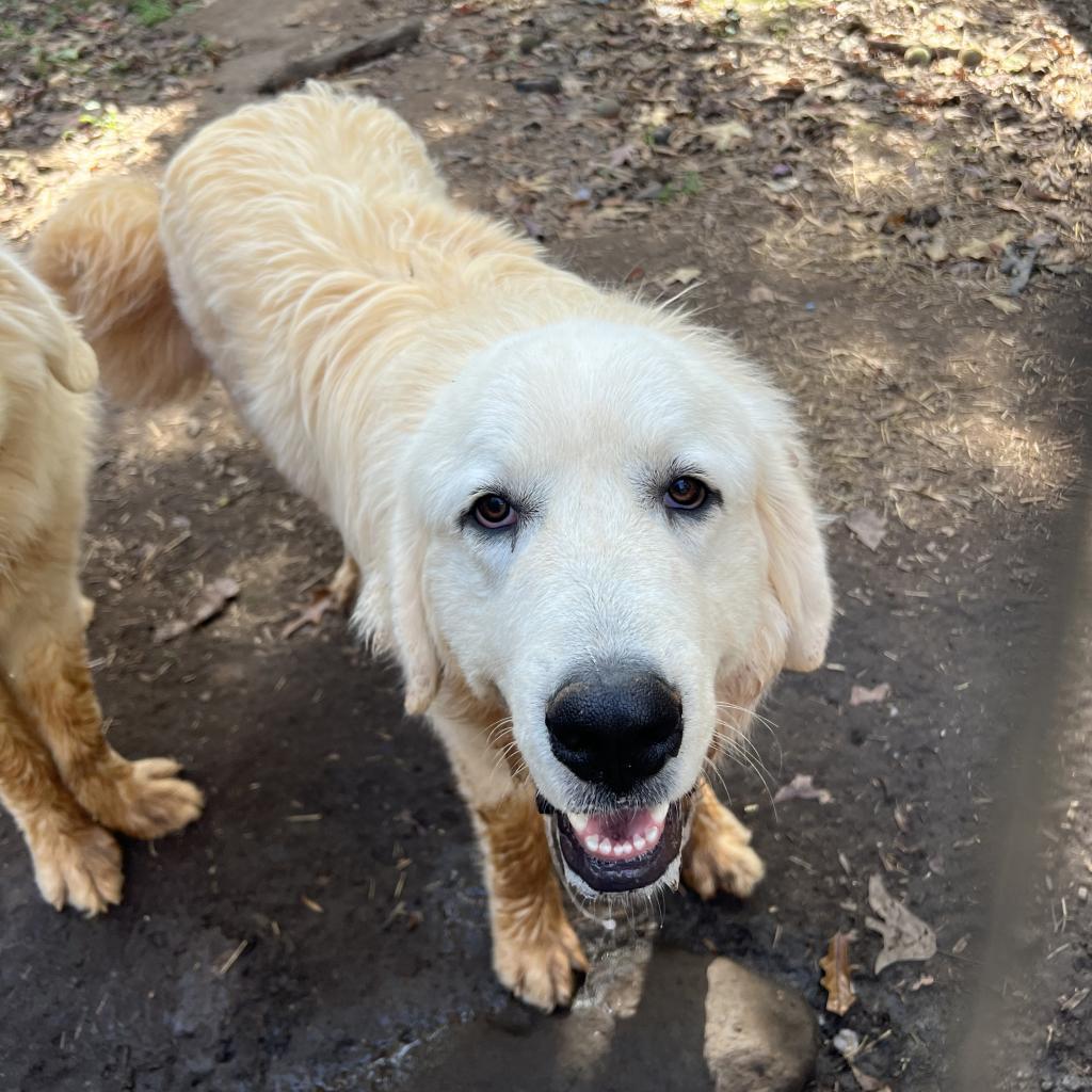 Cooper, a Adoptable Great Pyrenees in Blairsville, GA image 1/2
