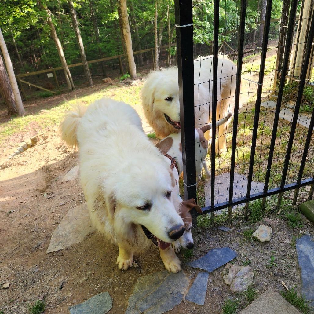 Cooper, a Adoptable Great Pyrenees in Blairsville, GA image 2/2