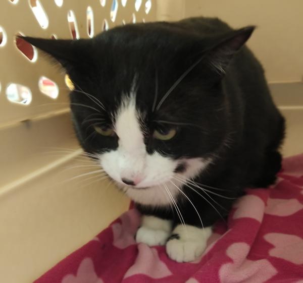 Gregory  45729, Adoptable, Adult Male Domestic Short Hair.