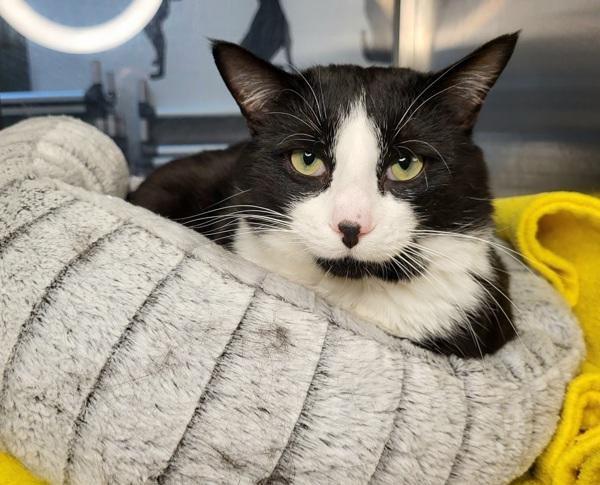 Enlarge Gregory  45729, a Adoptable mixed breed in Pocatello, ID image 1/6