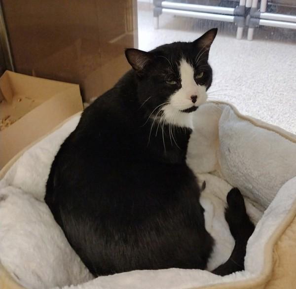 Enlarge Gregory  45729, a Adoptable mixed breed in Pocatello, ID image 2/6