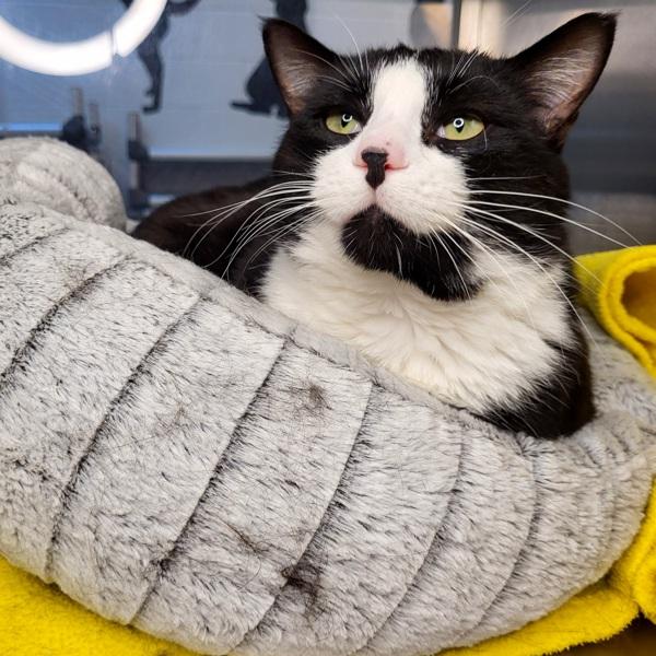 Enlarge Gregory  45729, a Adoptable mixed breed in Pocatello, ID image 4/6