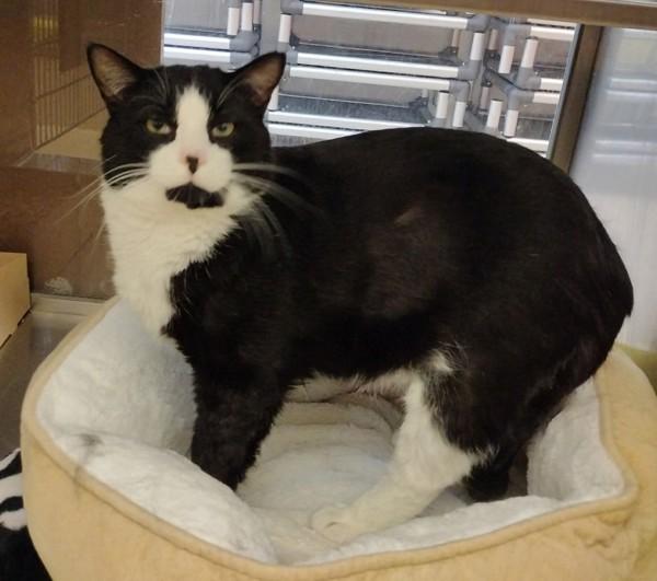 Enlarge Gregory  45729, a Adoptable mixed breed in Pocatello, ID image 6/6