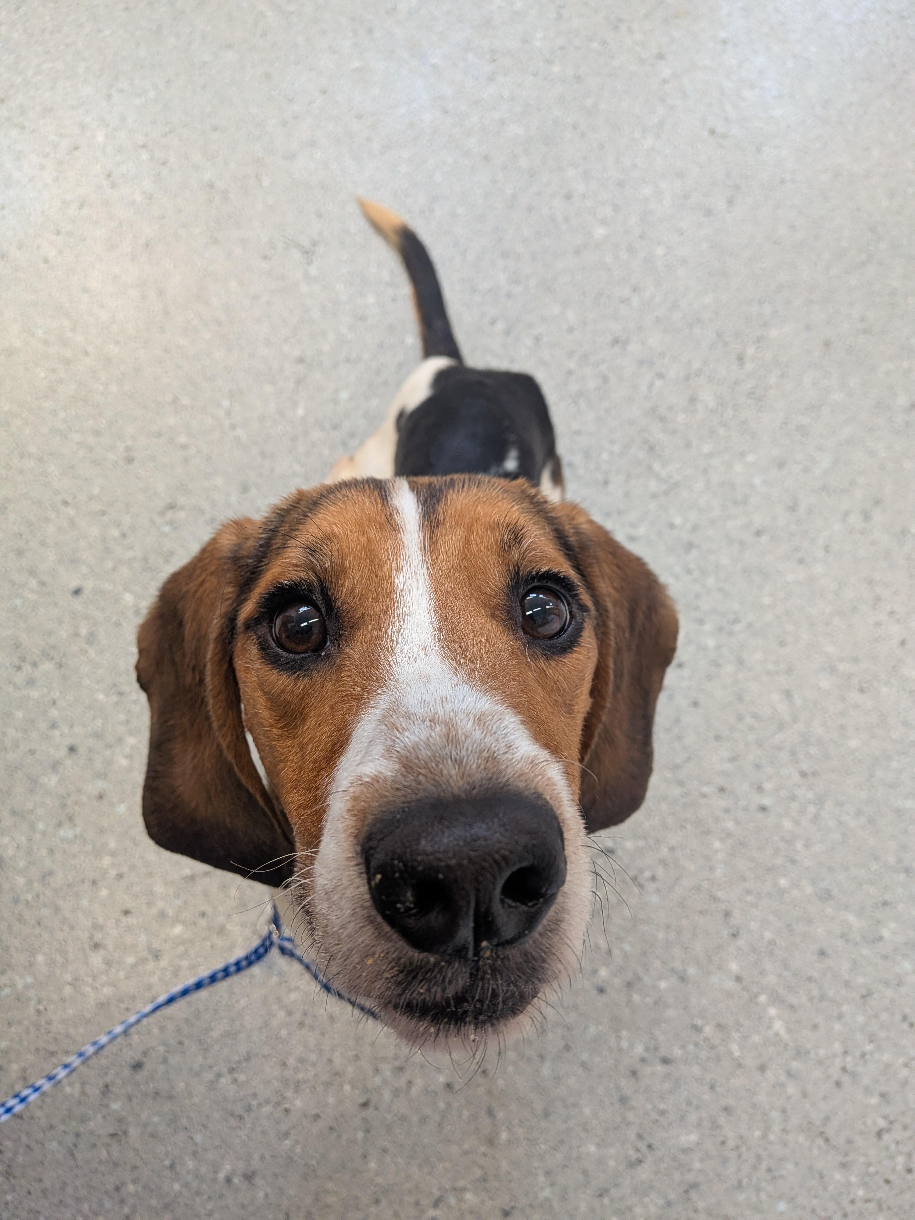 Enlarge Rufus, a Adoptable Basset Hound in Grand Rapids, MI image 1/2