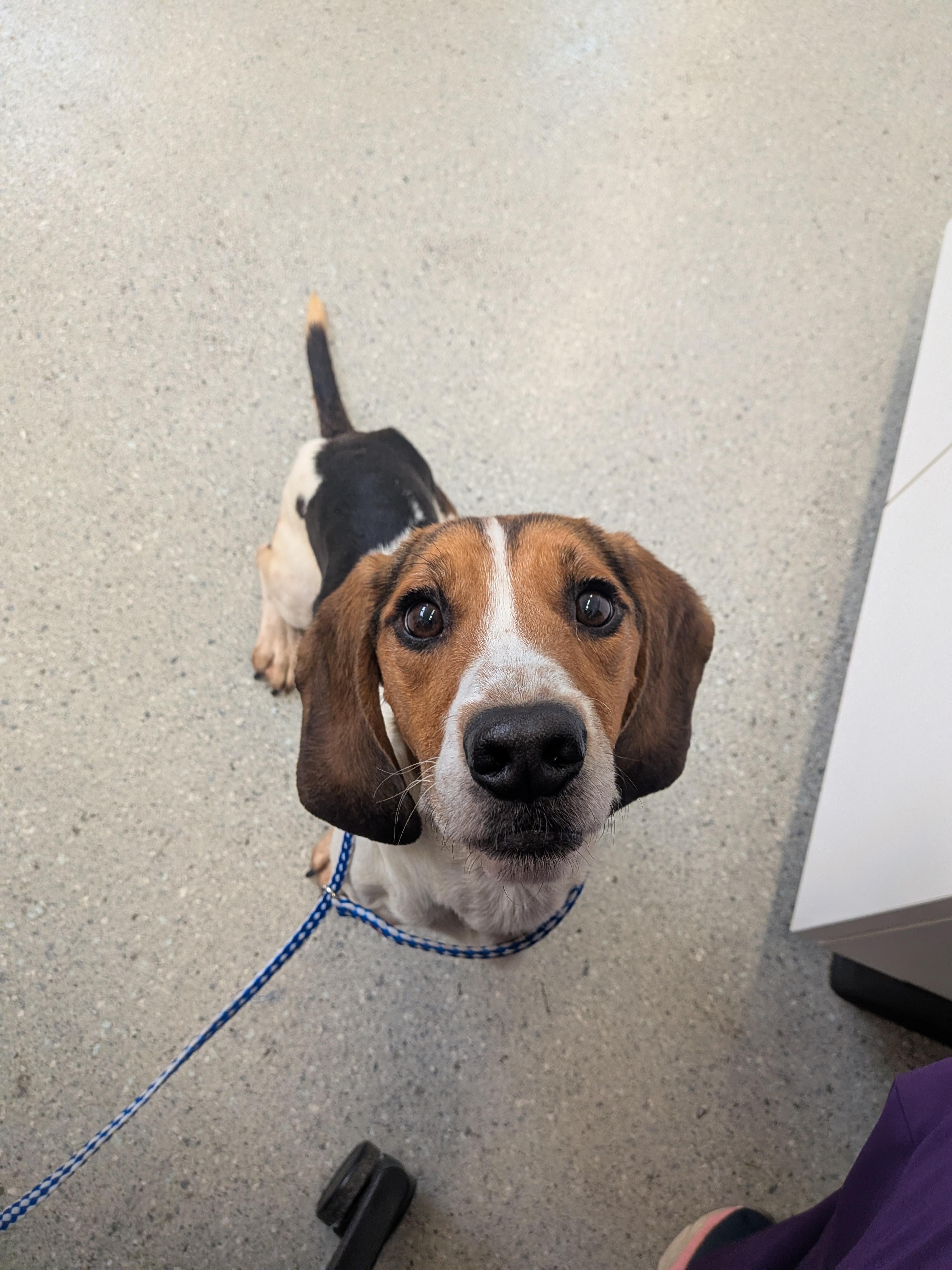 Enlarge Rufus, a Adoptable Basset Hound in Grand Rapids, MI image 2/2