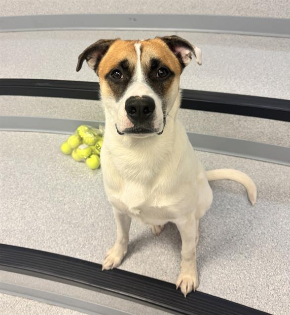 HENRY, Adoptable, Young Male Boxer & Mixed Breed.