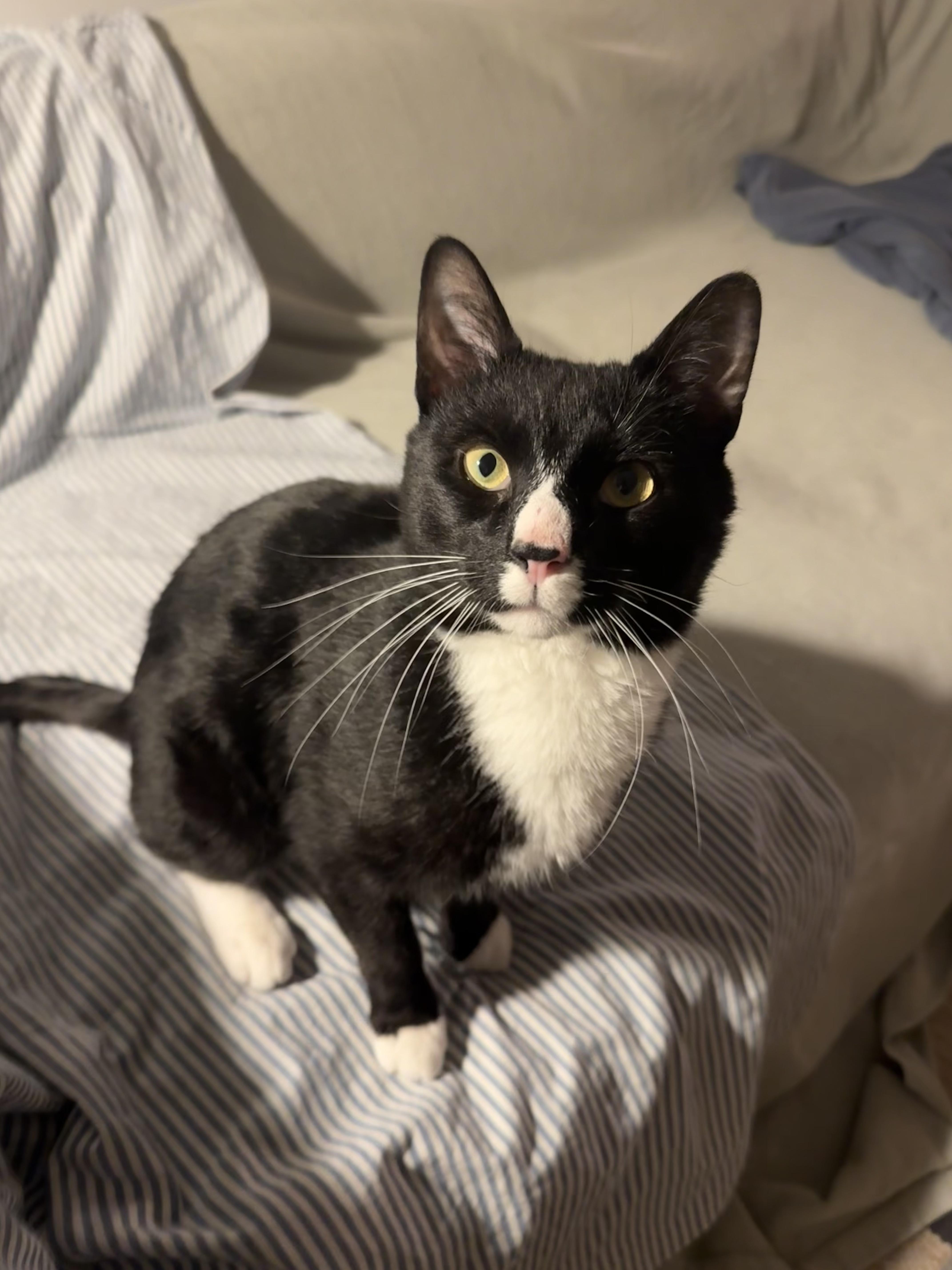 Penguin, ADOPTABLE, Adult Male Domestic Short Hair.