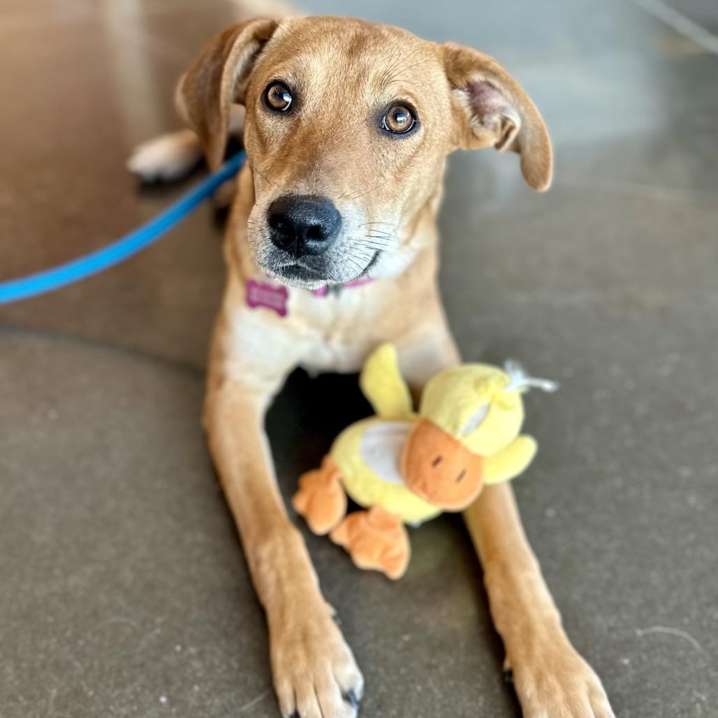 Tater, a Adoptable mixed breed in Pineville, MO image 1/4