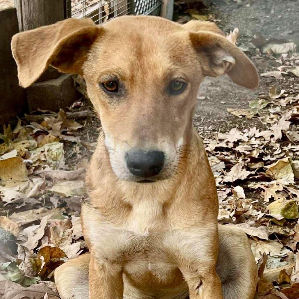 Tater, a Adoptable mixed breed in Pineville, MO image 4/4