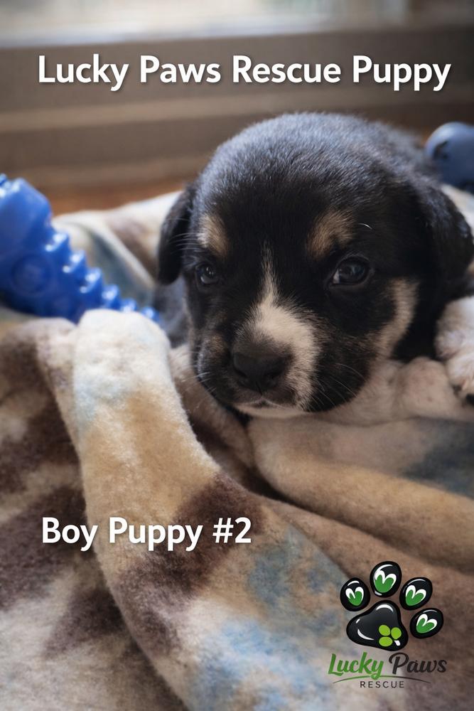 Enlarge Spring Litter:  Sprout, a Adoptable mixed breed in Sumter, SC image 2/6