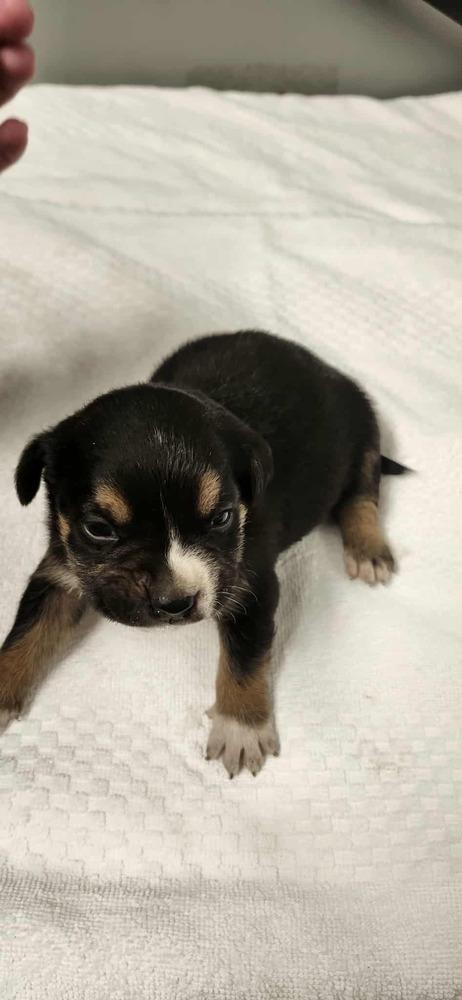 Enlarge Spring Litter:  Sprout, a Adoptable mixed breed in Sumter, SC image 3/6