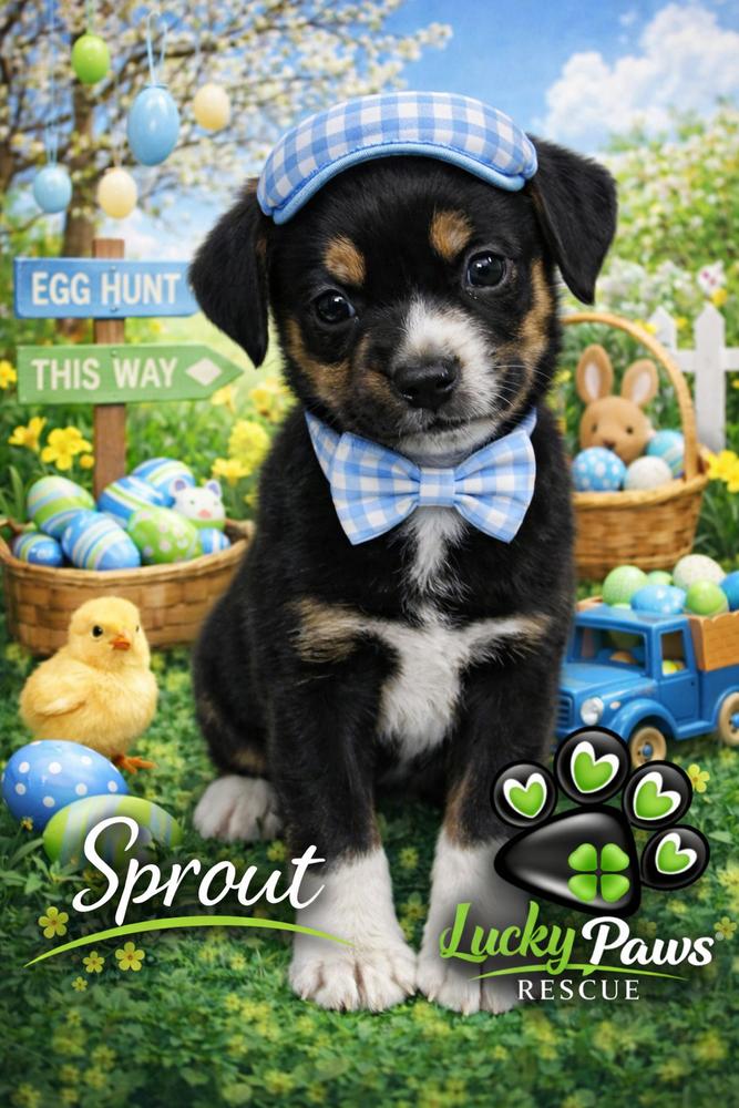 Enlarge Spring Litter:  Sprout, a Adoptable mixed breed in Sumter, SC image 6/6