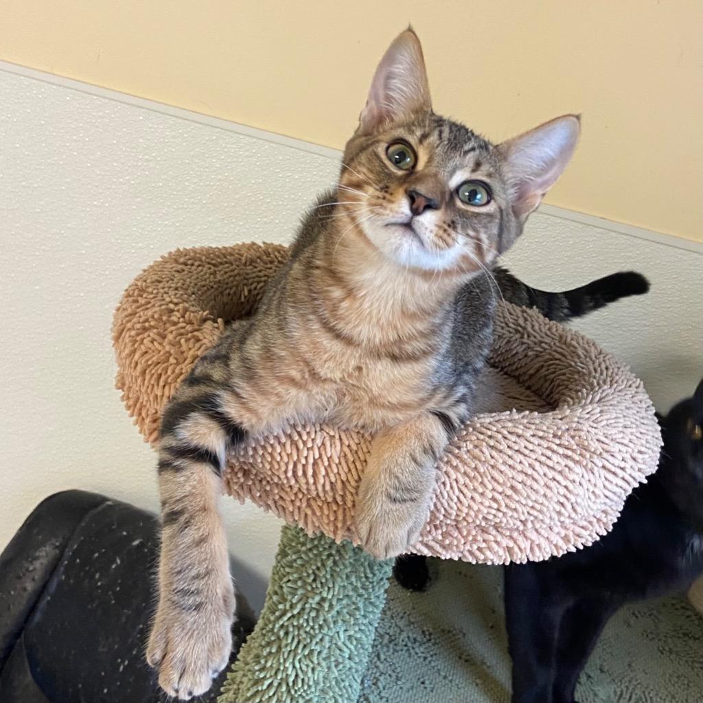 Enlarge Gosling, a Adoptable mixed breed in Clinton, SC image 1/5