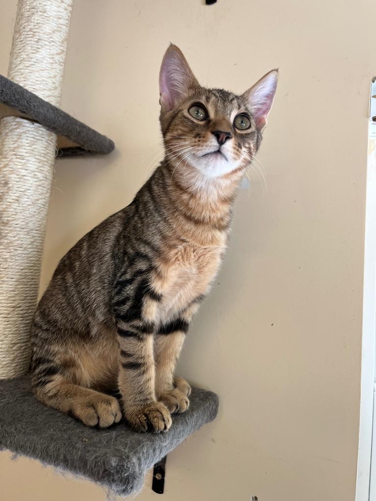 Enlarge Gosling, a Adoptable mixed breed in Clinton, SC image 2/5