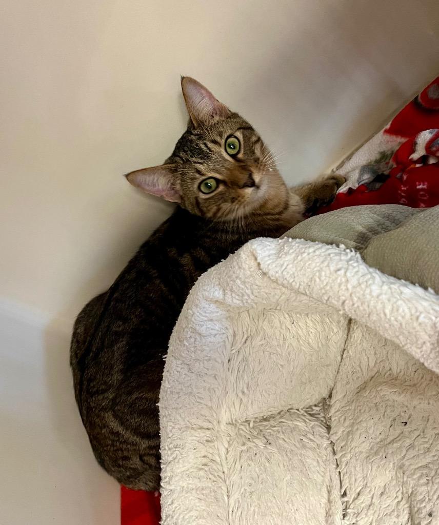 Enlarge Gosling, a Adoptable mixed breed in Clinton, SC image 3/5