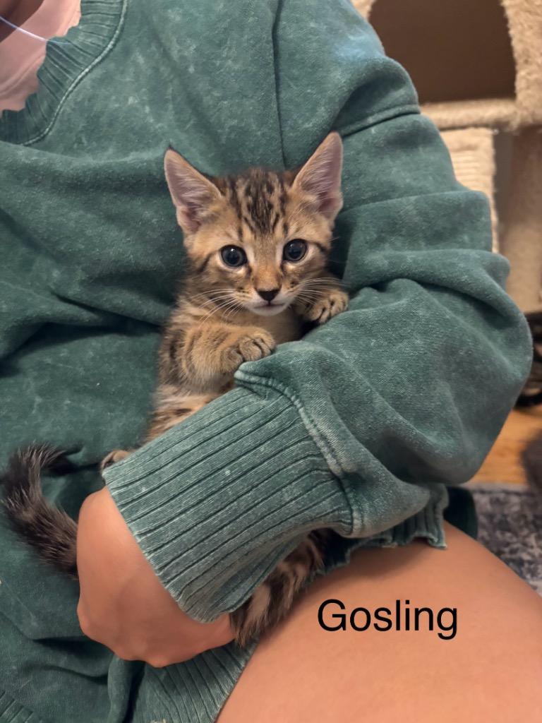 Gosling, Adoptable, Young Male Domestic Short Hair.