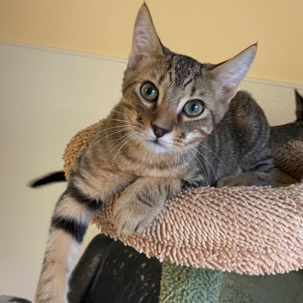 Enlarge Gosling, a Adoptable mixed breed in Clinton, SC image 4/5