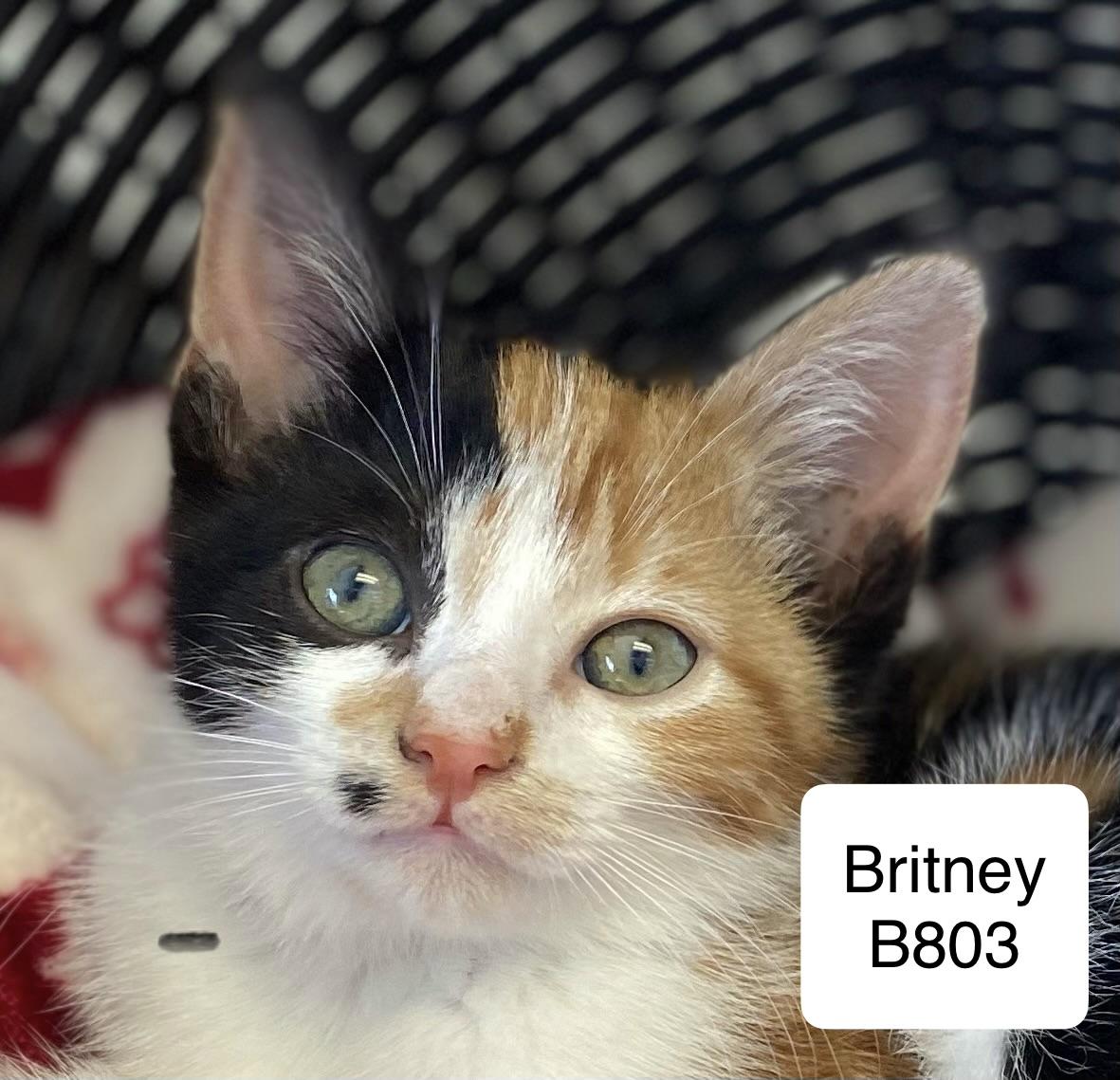 Enlarge Britney, a ADOPTABLE Domestic Short Hair in Morganton, NC image 2/2