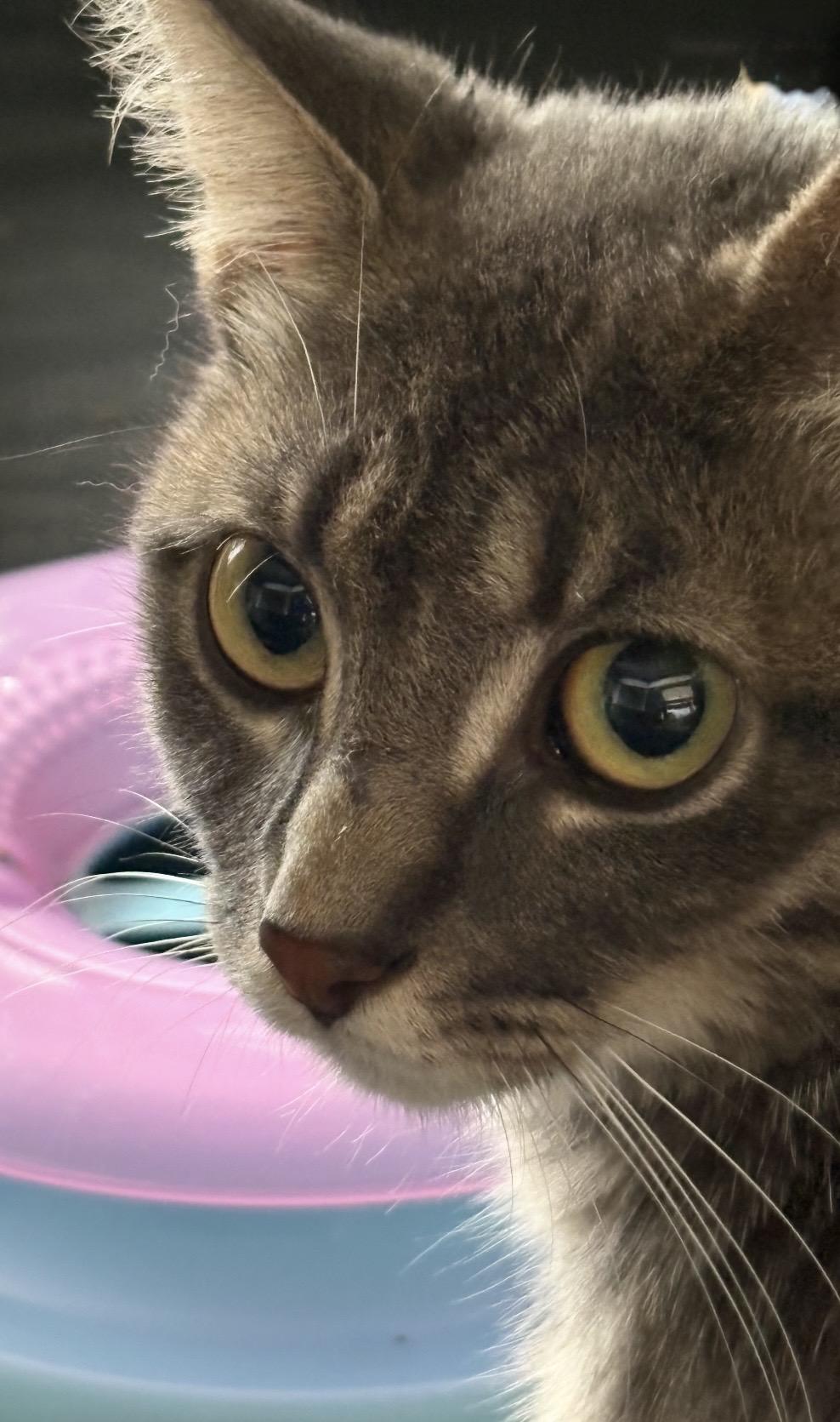 Enlarge Lavender, a Adoptable Domestic Short Hair in Troy, MI image 5/5