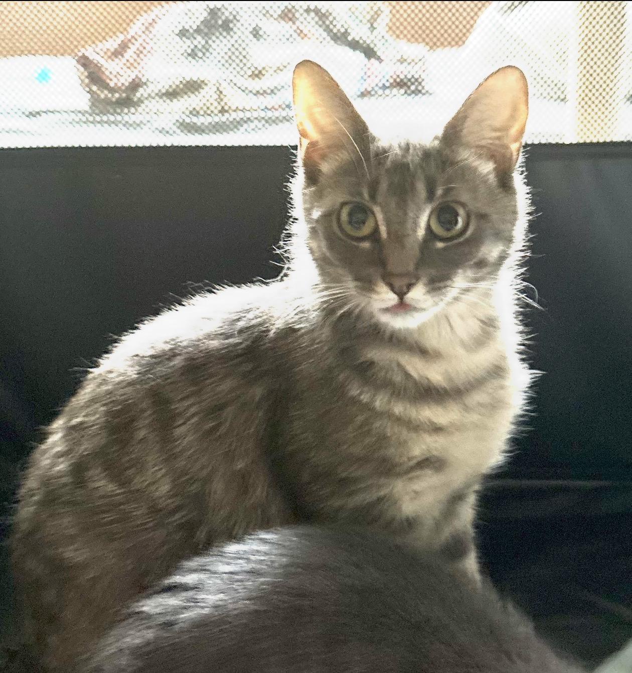 Lavender, Adoptable, Young Female Domestic Short Hair.